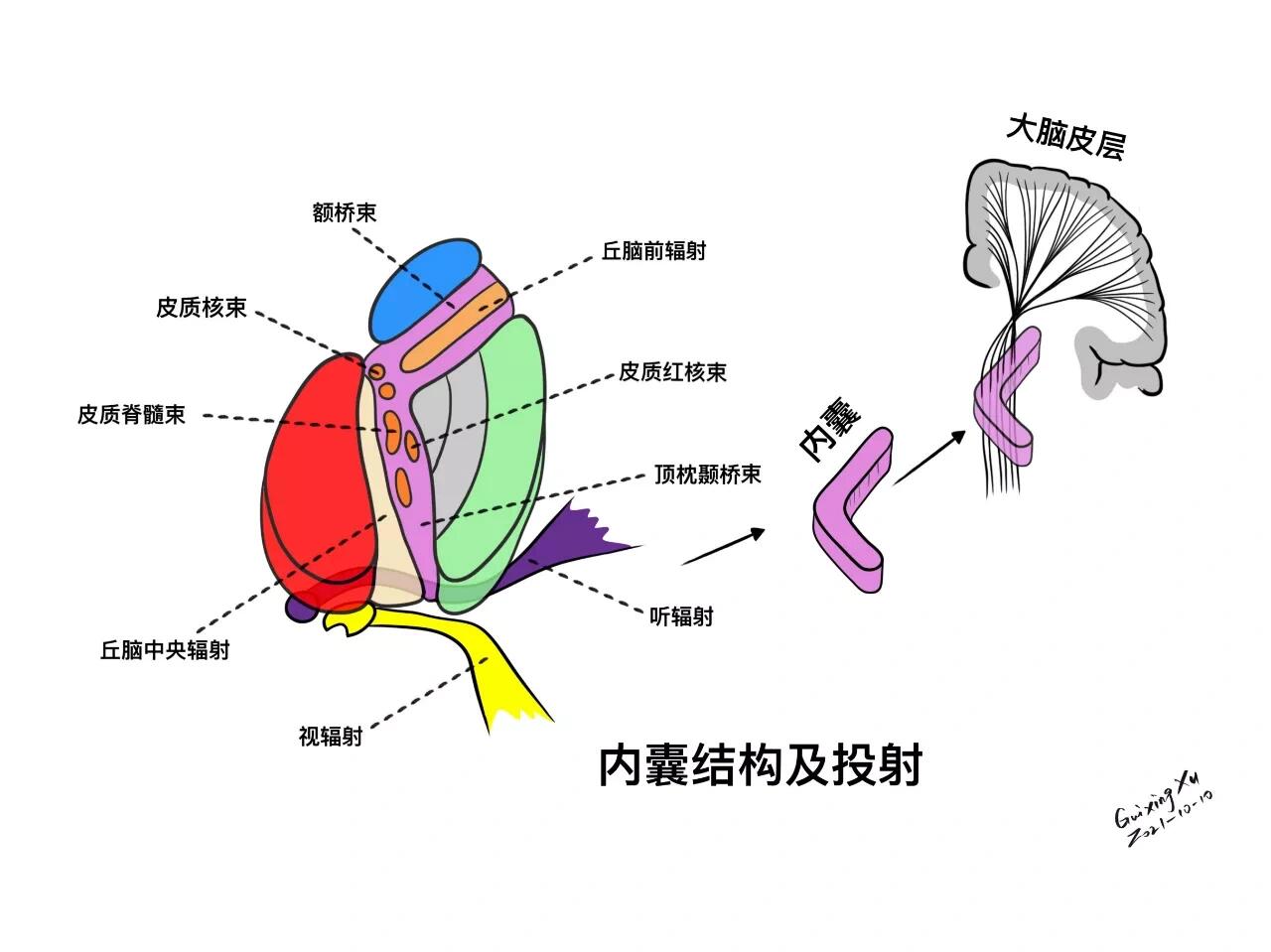 脑基底节区解剖图图片