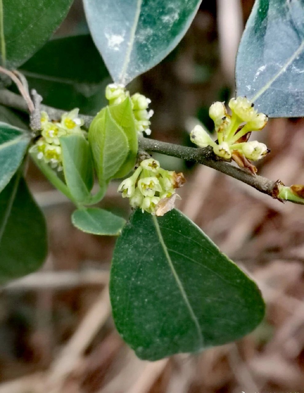 香叶树的叶揉碎后,真的是香.