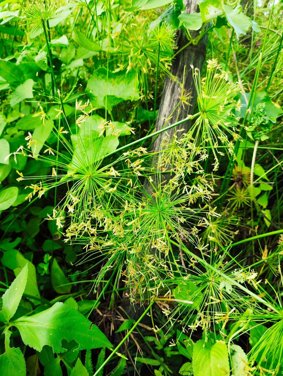 纸莎草---我身边的100种植物 别名:埃及纸莎草 纸莎草在古埃及用于