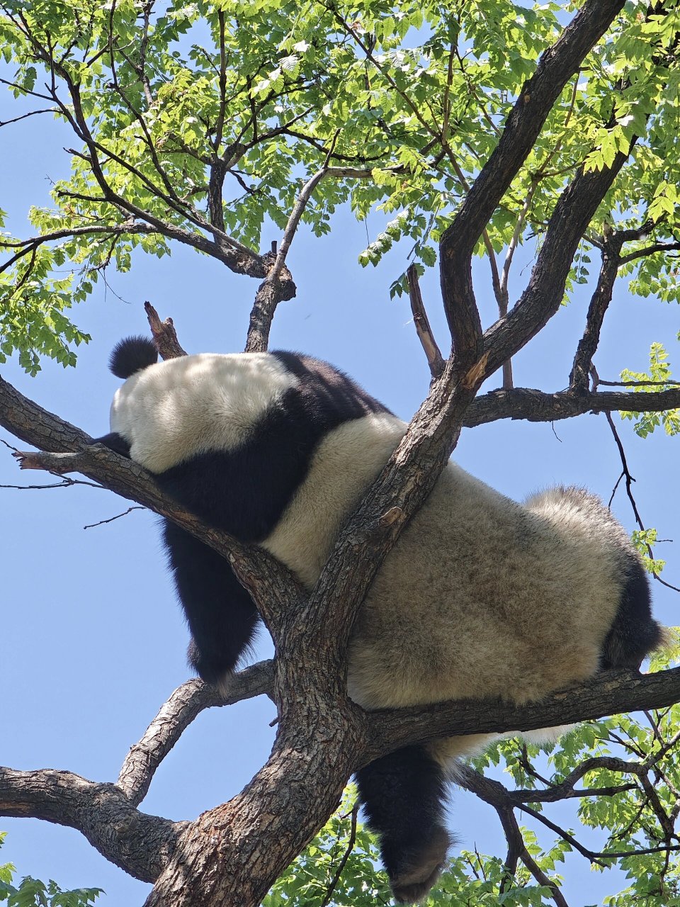 熊猫睡觉的照片图片