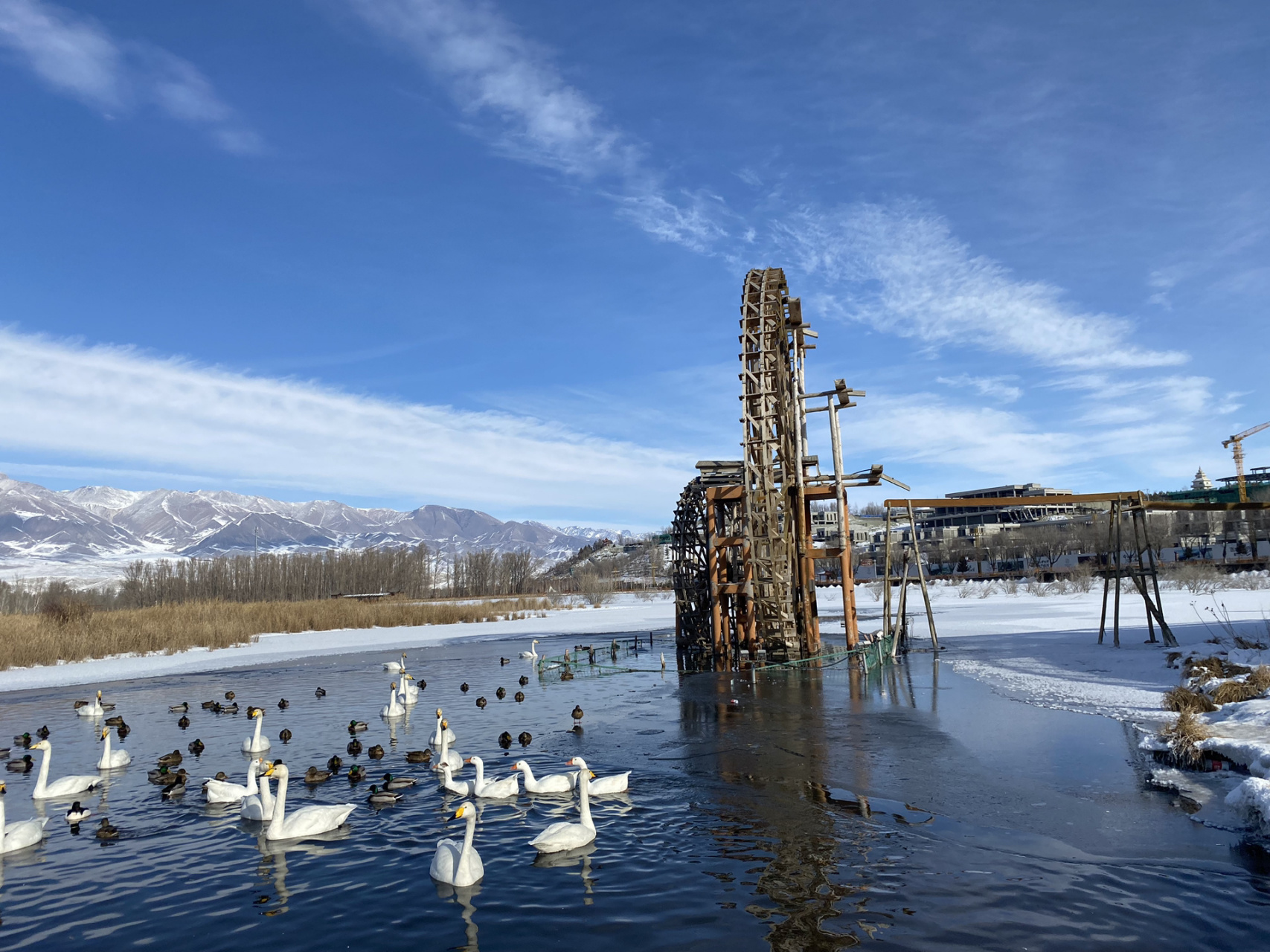 新疆温泉县      博尔塔拉温泉县的天鹅06自由自在,在湿地公园游玩