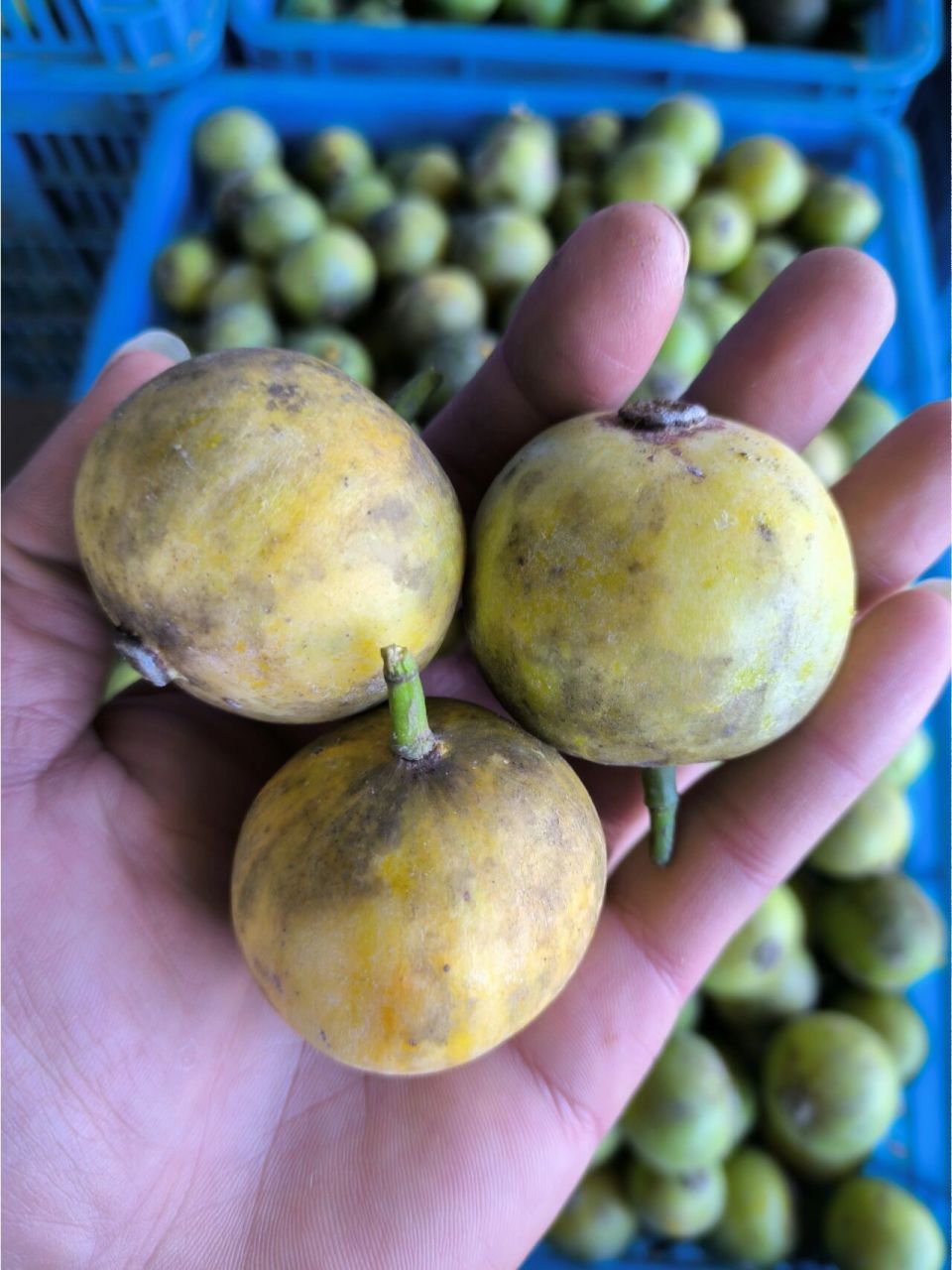 童年的味道,广西深山野生木竹子/黄牙果