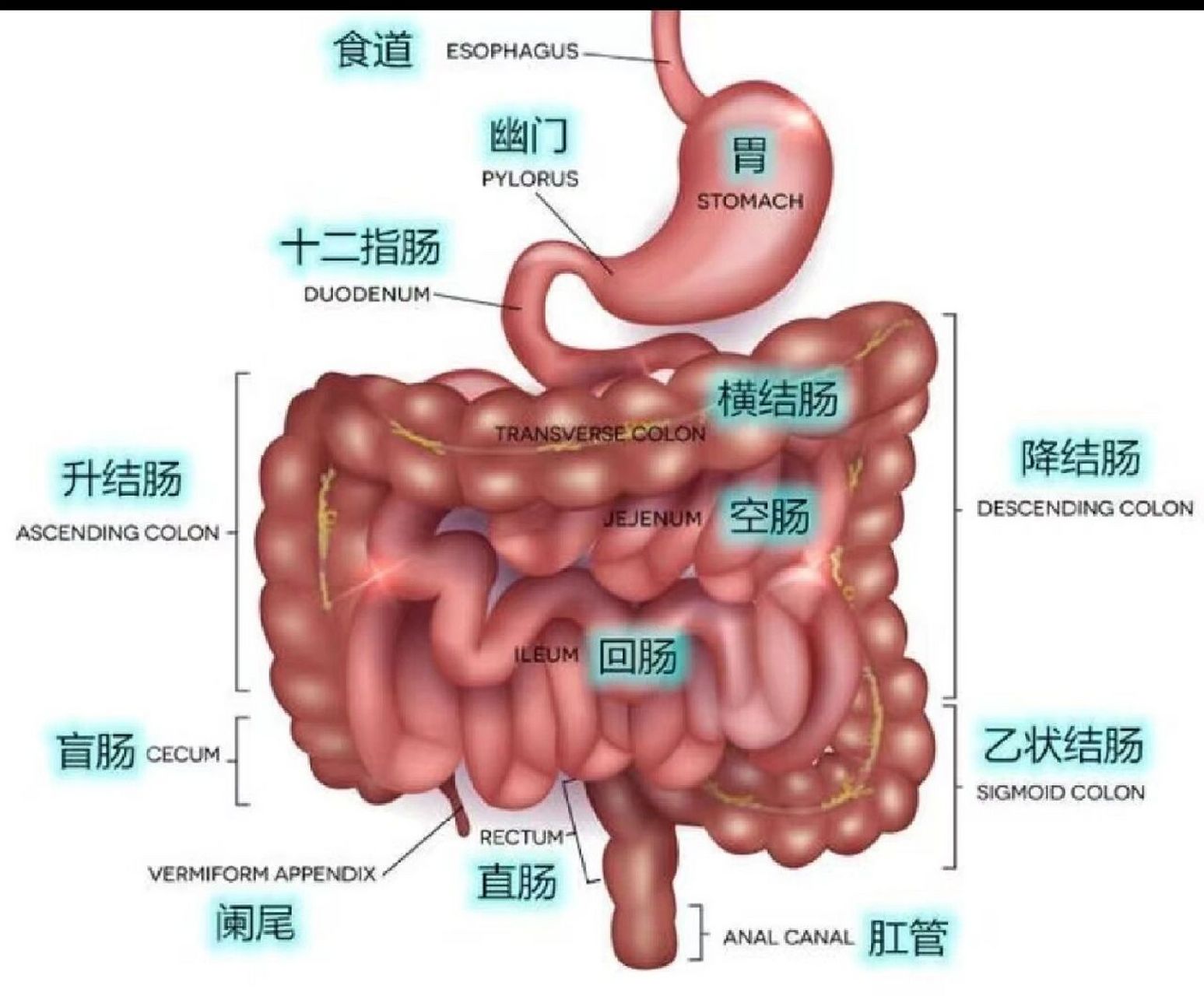 肠道结构图 分布图图片