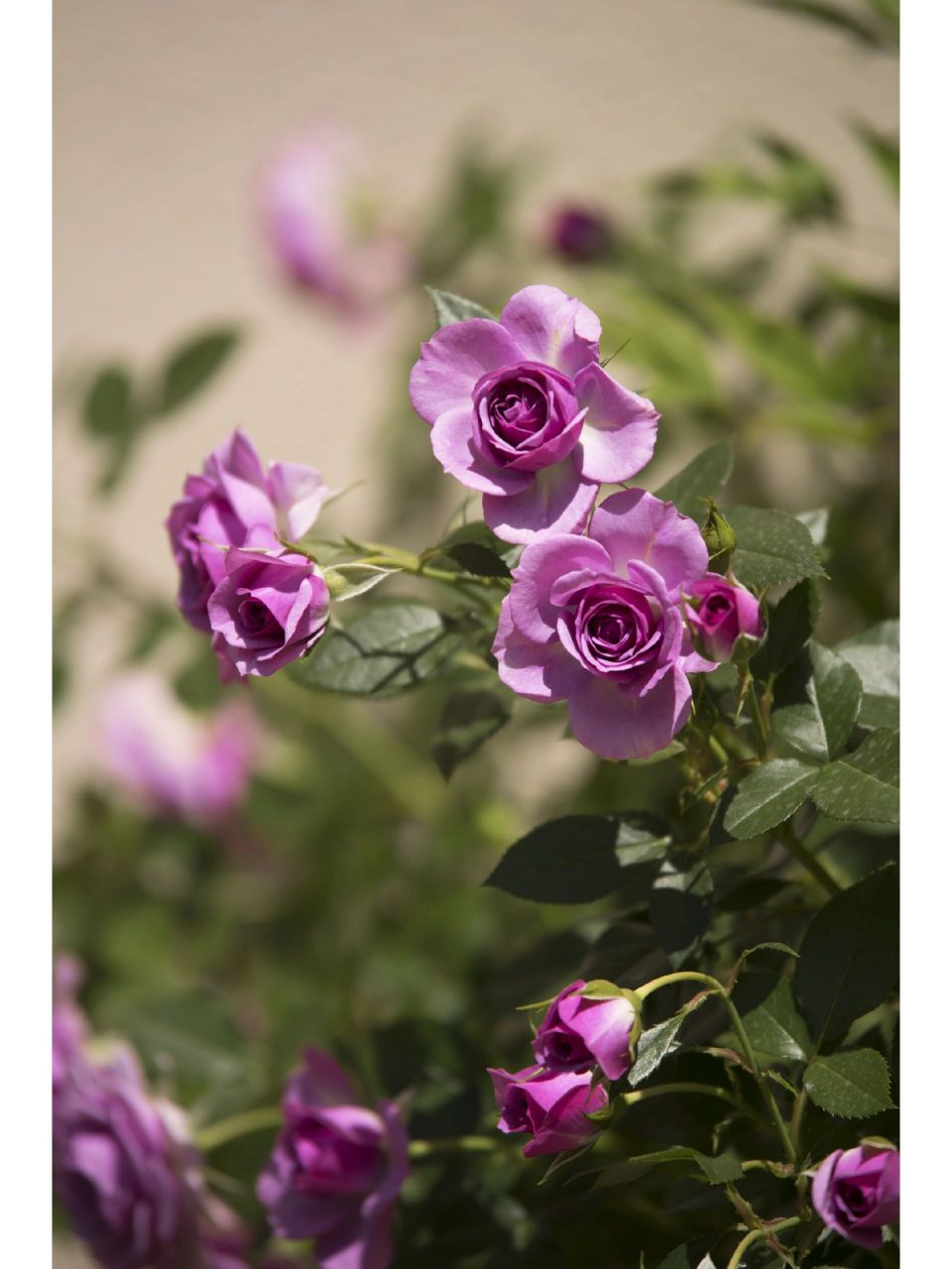 紫色系月季—薰衣草门廊 紫色系的月季真好看啊