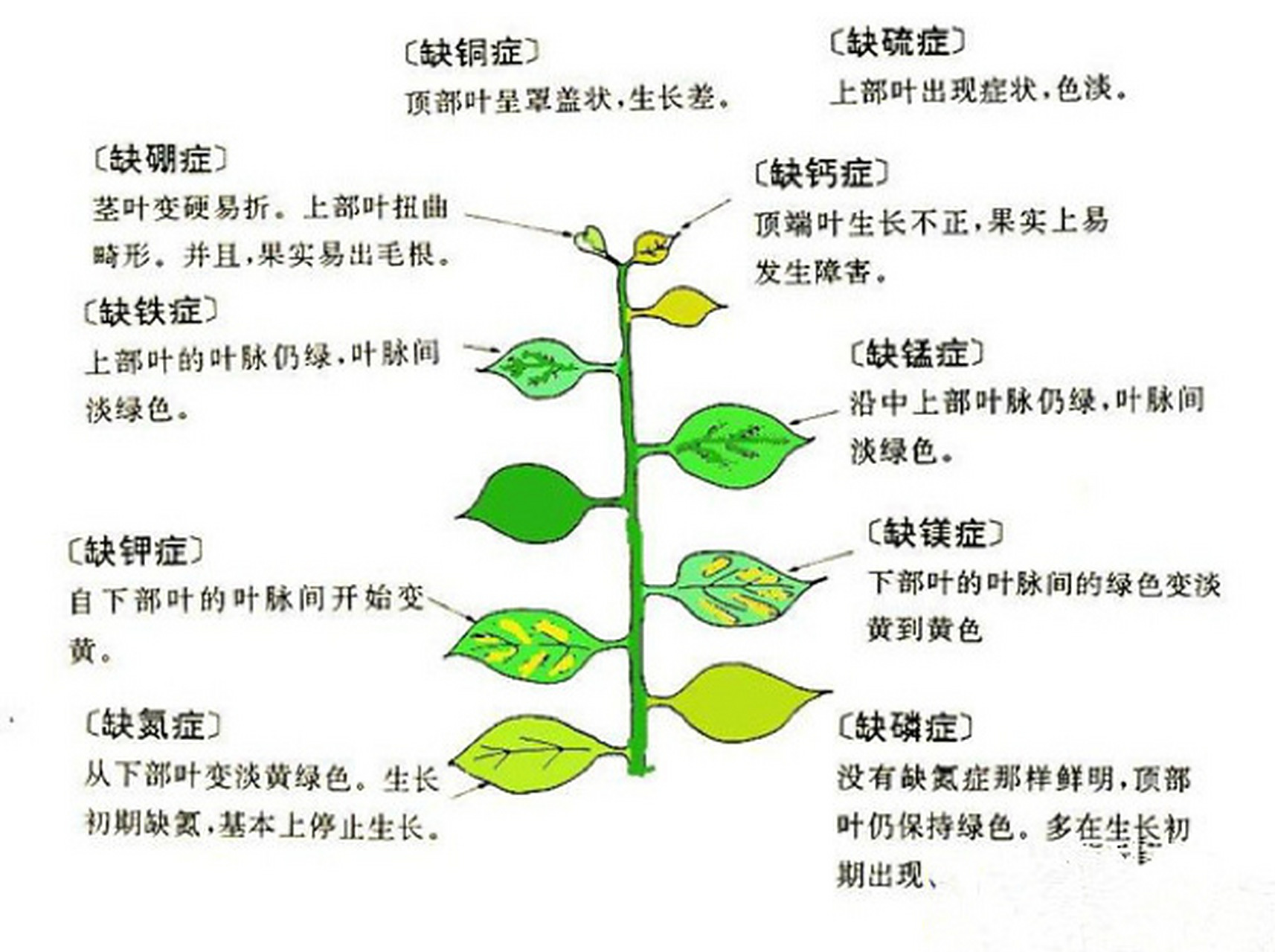 月季常见缺素症表现鉴别(建议收藏) 花友看到自己的花草叶子异样,就