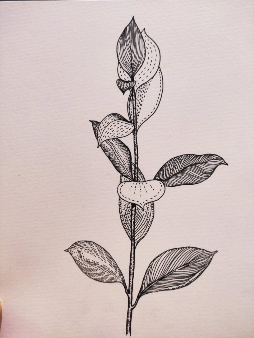 黑白装饰画/带你画画/步骤图/植物/第一张 98992022年啦!