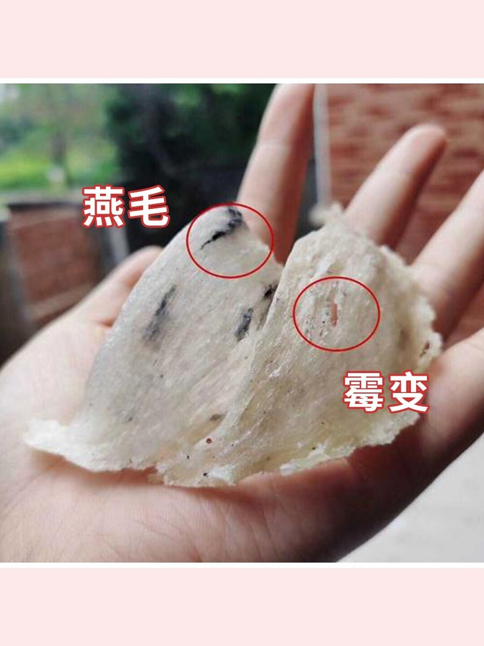 "小金,有盏燕窝我拆开放在外面受潮了,有点发霉,还能吃吗?