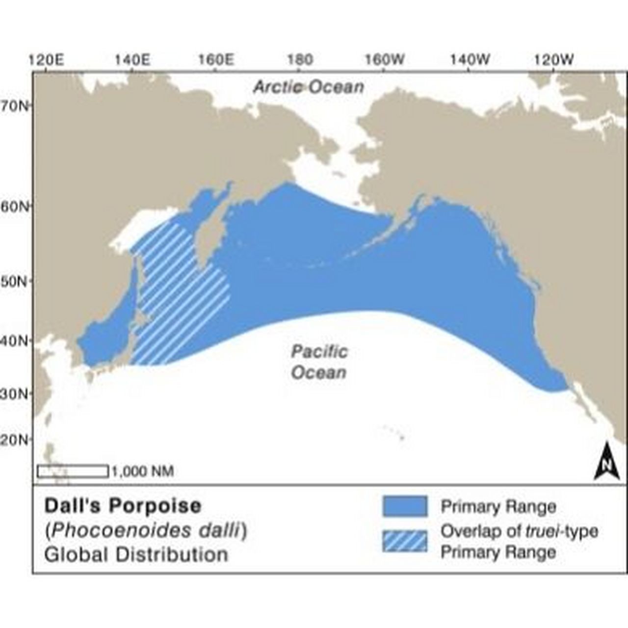 porpoise 鼠海豚 phocoenidae 鼠海豚科,有3个属.