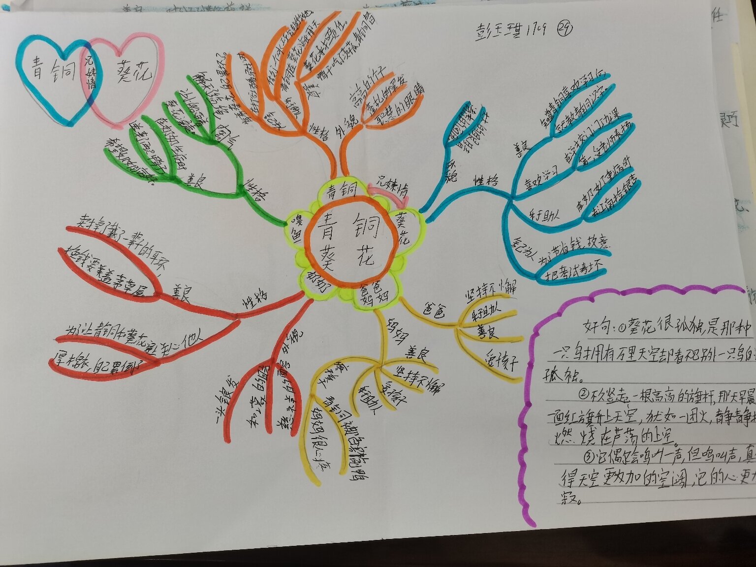 优秀青铜葵花思维导图图片