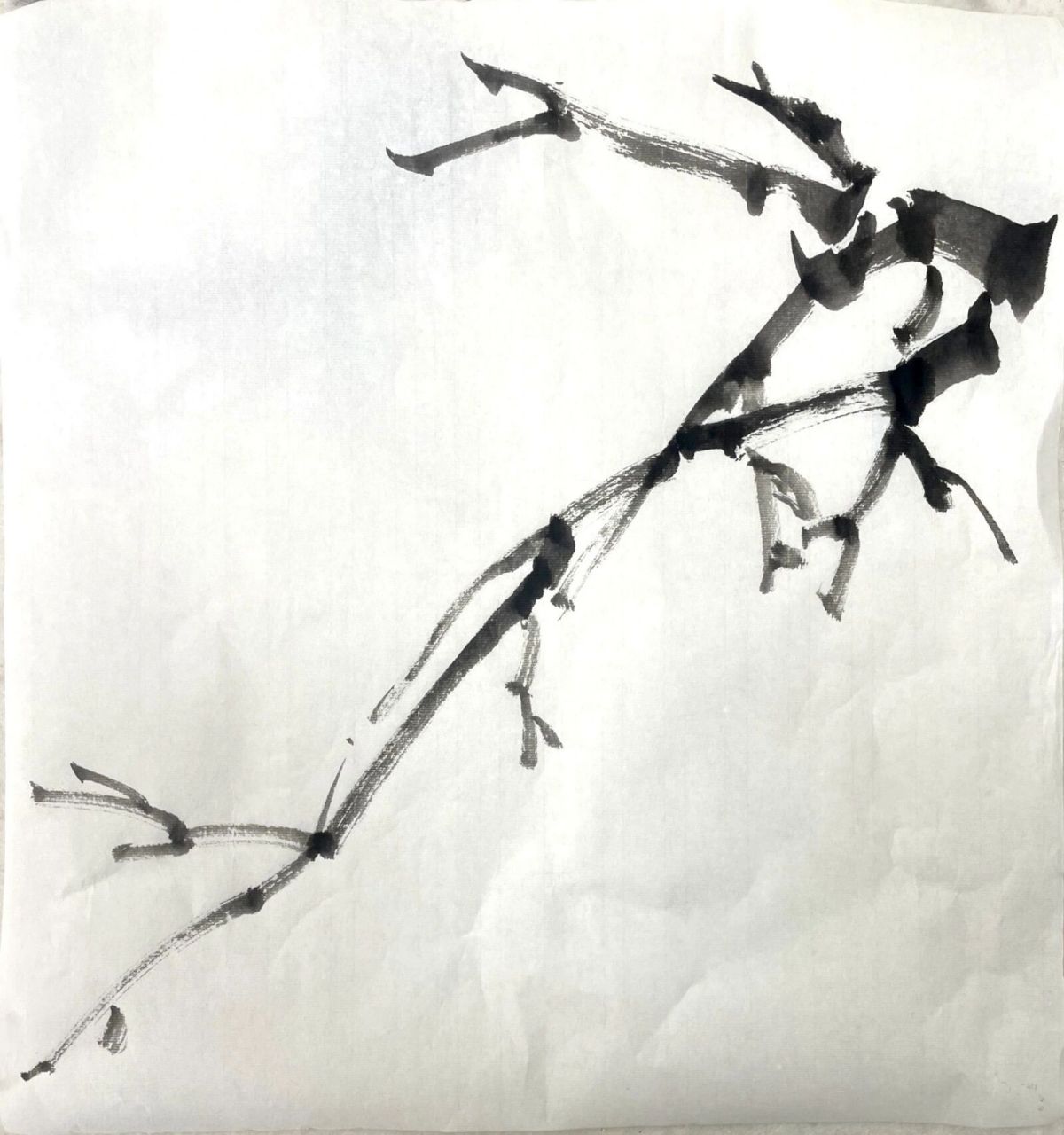 国画练习 day19写意桃子   桃树的树干颜色为暗红褐色,老时粗糙呈鳞片