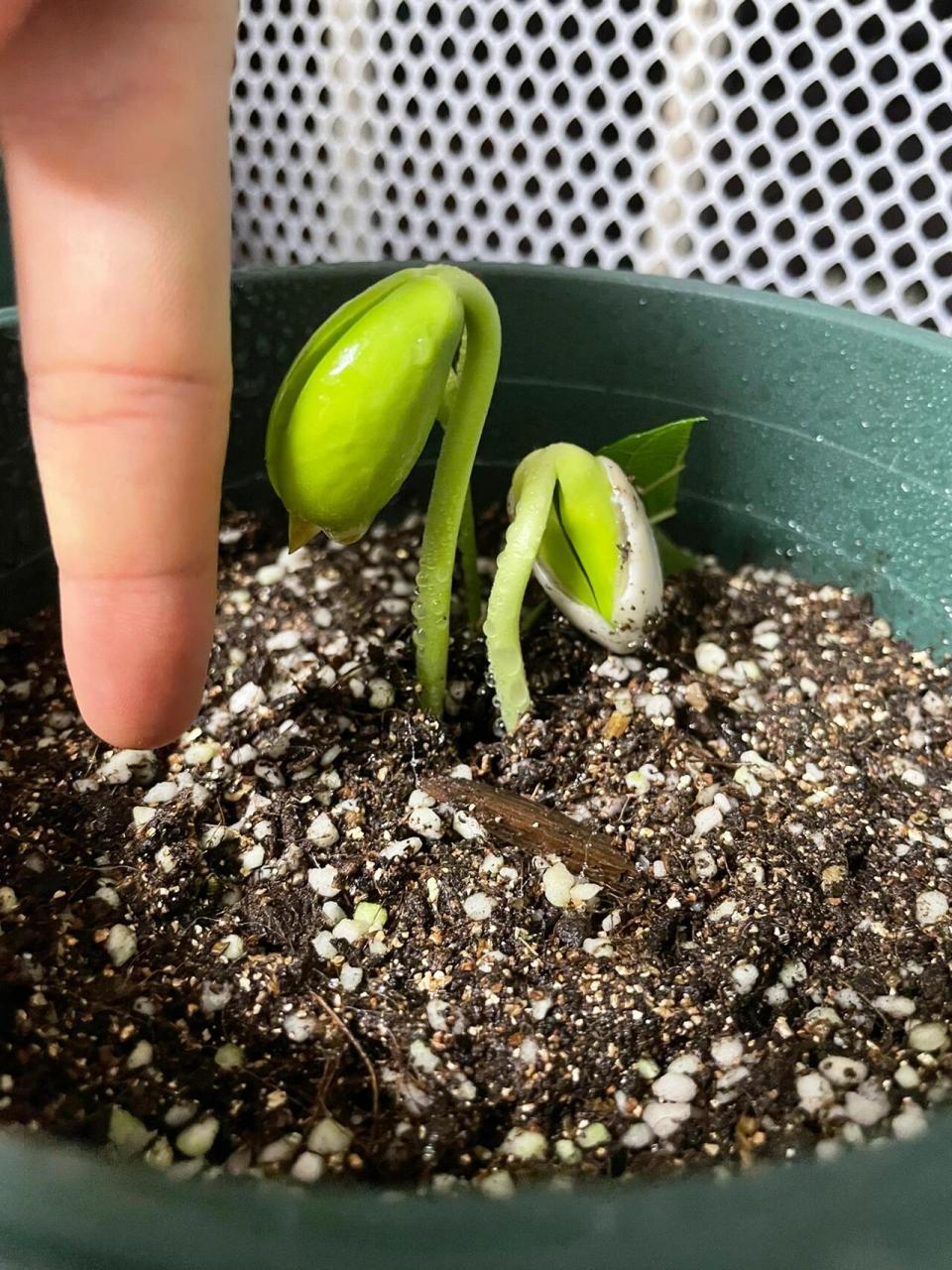 种植大刀豆! 埋进土里大概一周左右时间.