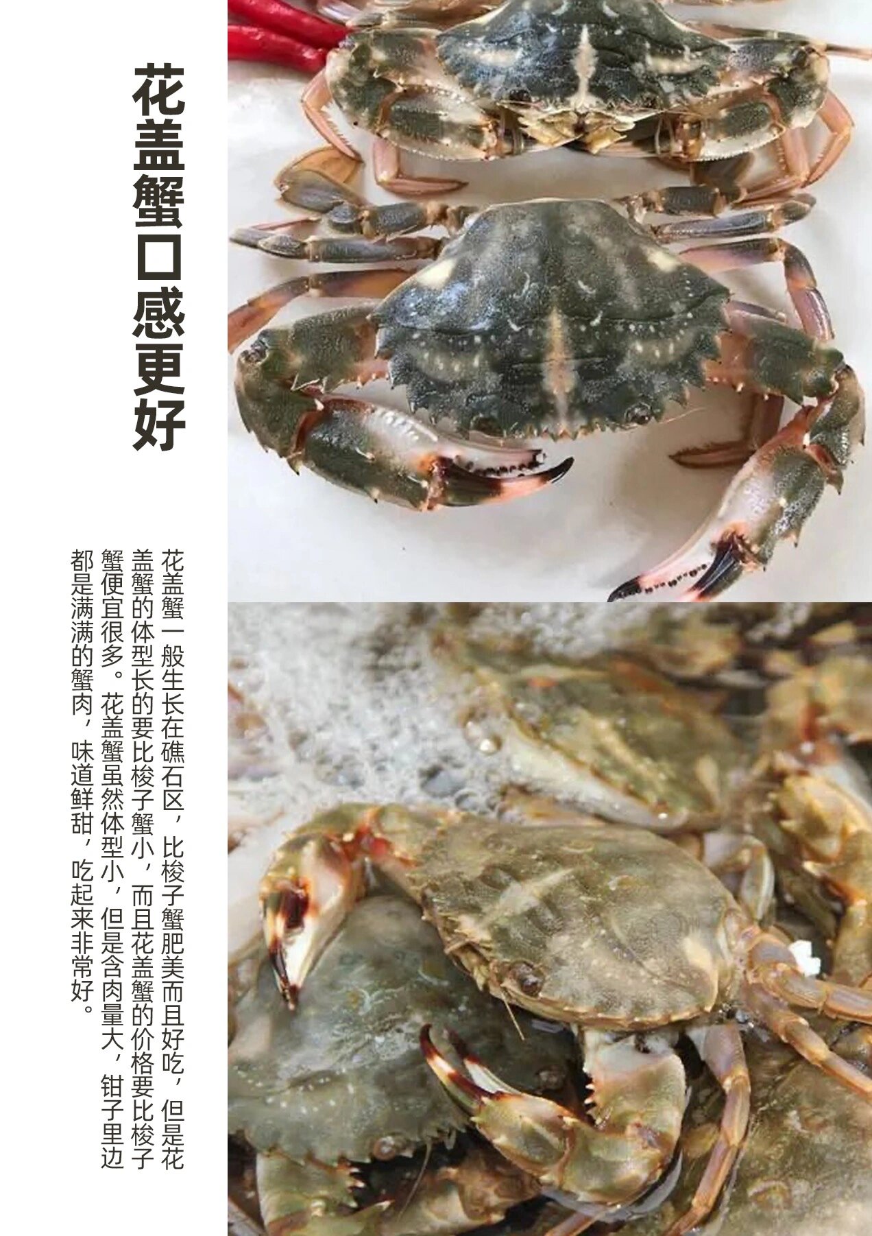 花盖蟹和梭子蟹的区别 怎么方便花盖蟹和梭子蟹