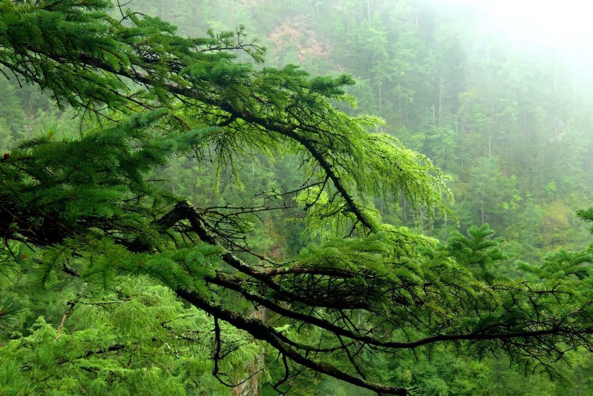 黑龙江牡丹江火山口国家森林公园 地下森林又称火山口国家森林公园