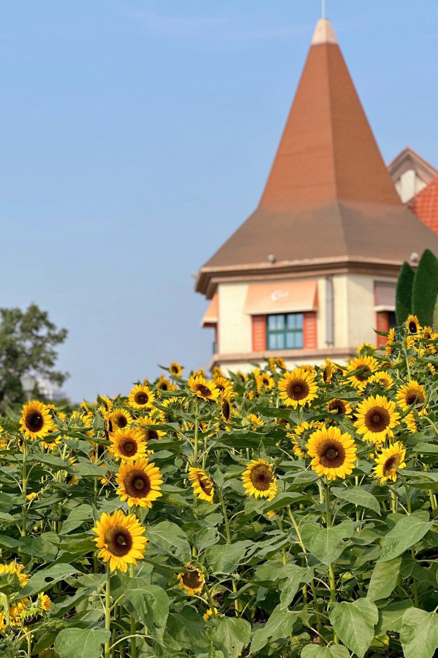 祥源花世界——游玩攻略 【门票价格】 入园花世界20元/人,星球花霸 