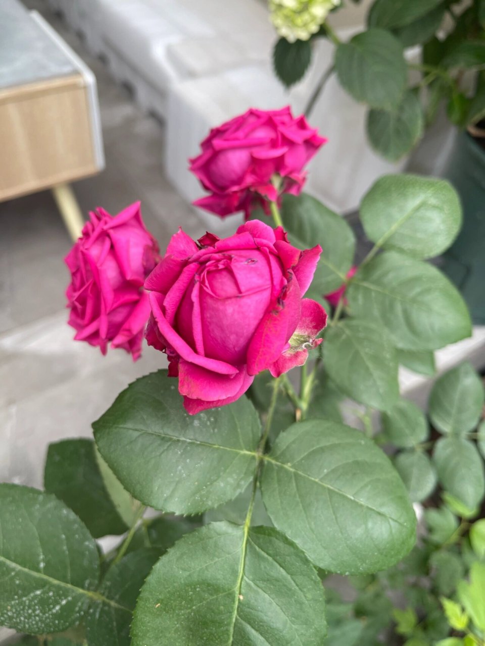 月季品种之即将淘汰篇——双人芭蕾 第一个淘汰的月季品种是蓝色风暴