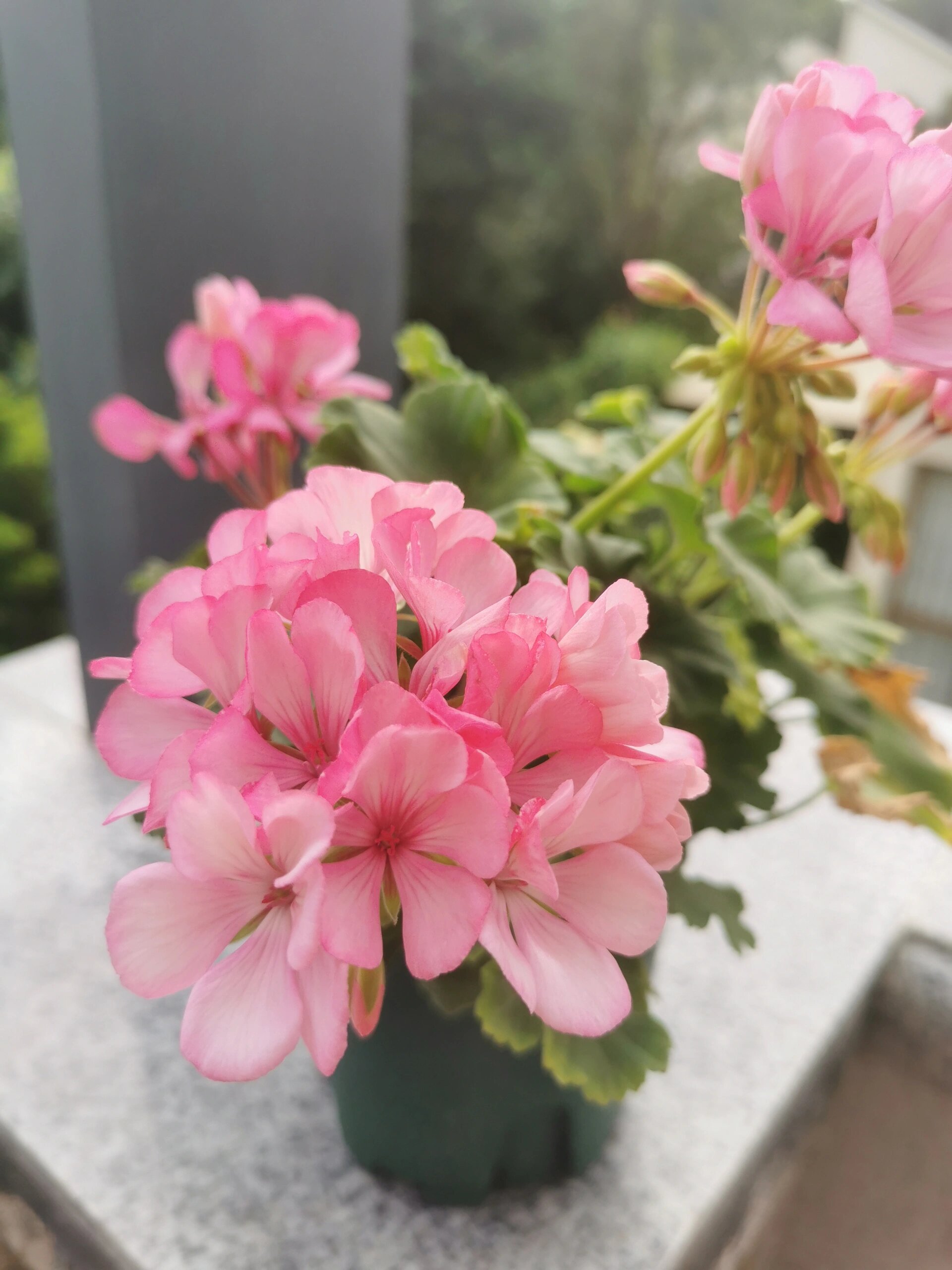 天竺葵艾米莉亚