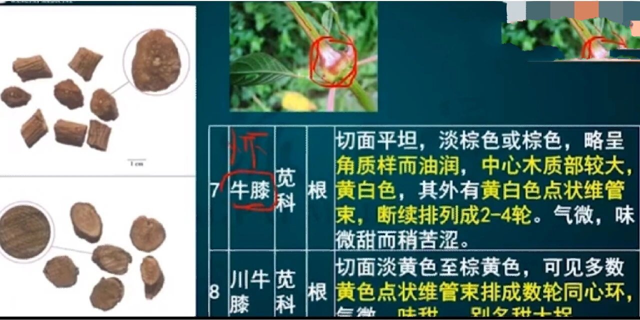 中药——怀牛膝,川牛膝与土牛膝 最常用的是怀牛膝,故平时就称牛膝
