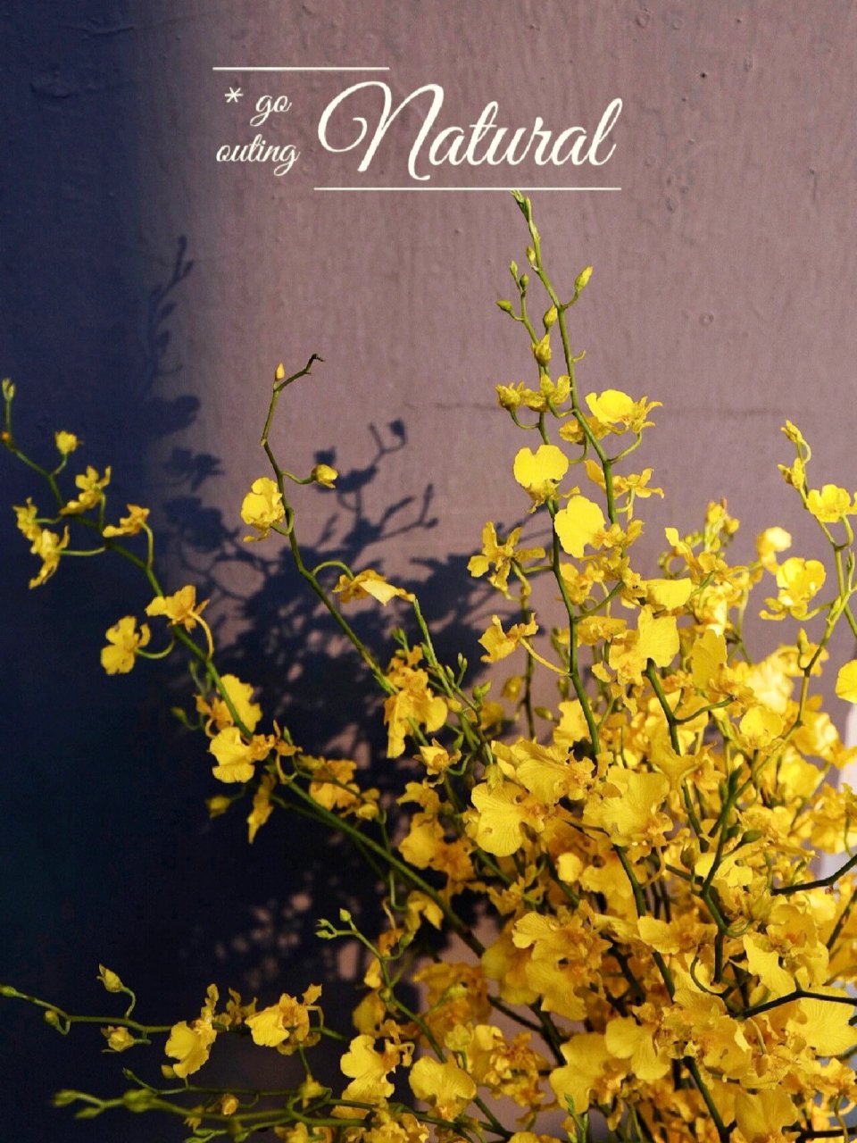 切花"五美人"之一:跳舞兰,你了解吗 跳舞兰95 【别名】:文心兰/金蝶