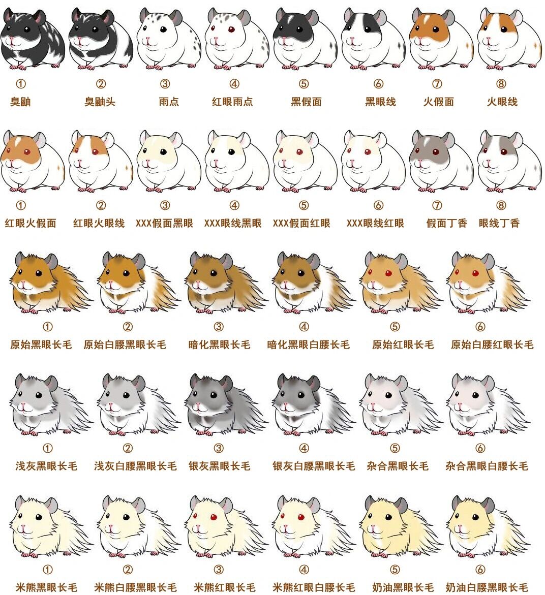 金丝熊新手必看科普篇--品种花色对照图 96金丝熊又叫叙利亚仓鼠