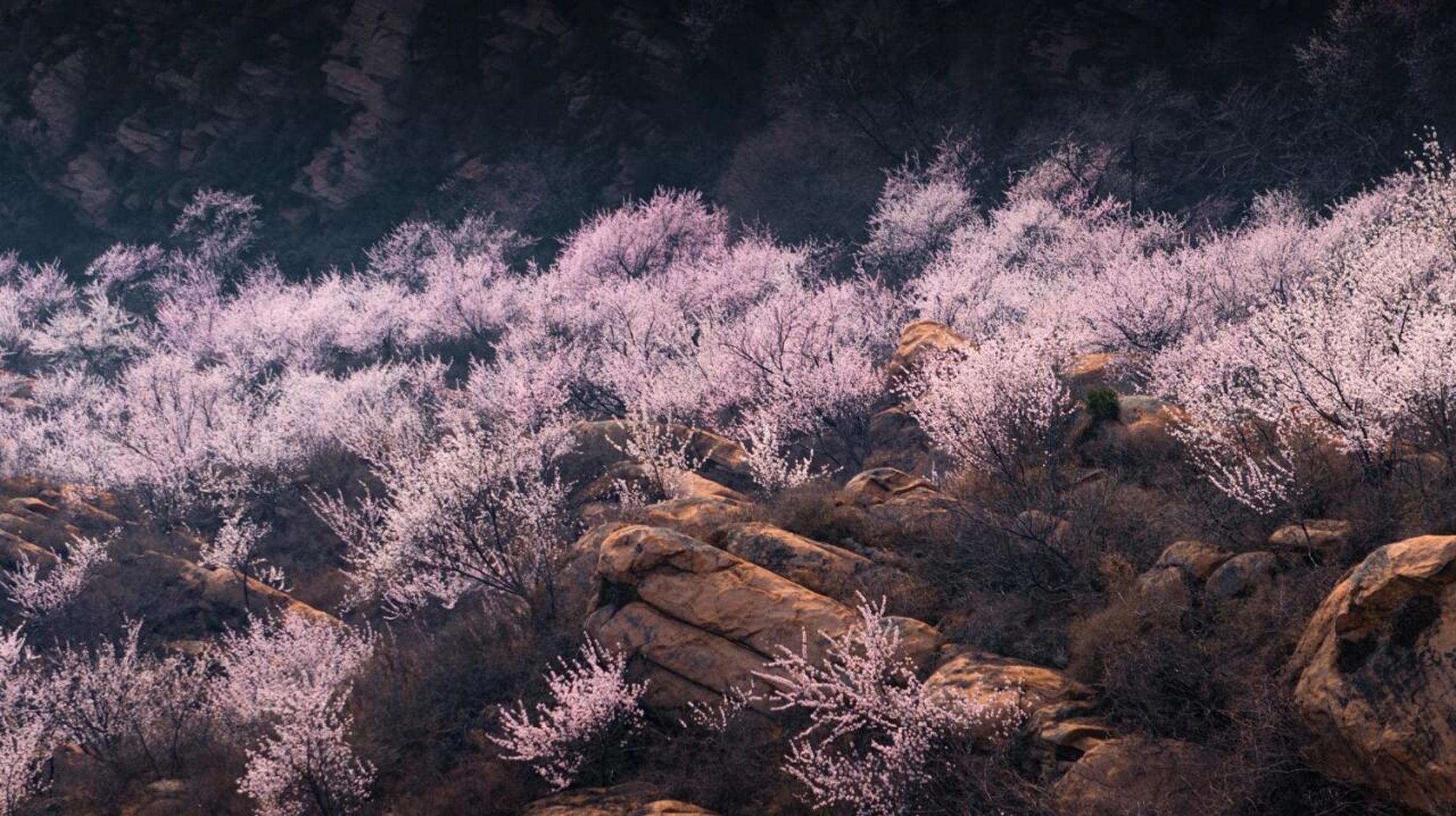 天津小众春日赏花|蓟县五盆沟 99天津市蓟州区卢家峪五盆沟.
