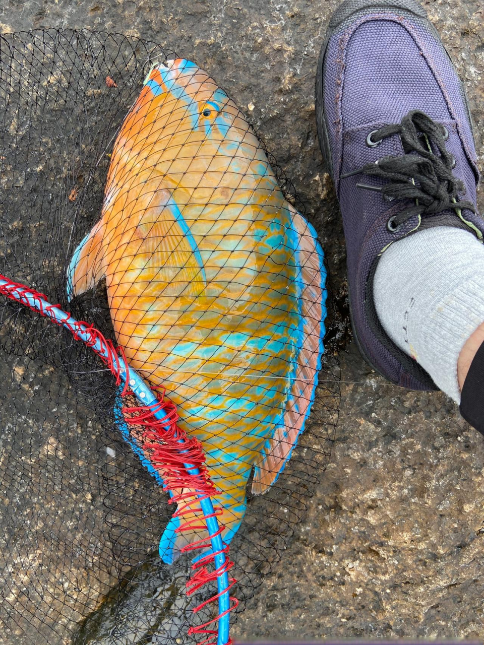 这是一种海鱼,名青衣鱼(青衣鱼)也是妾鱼的异名