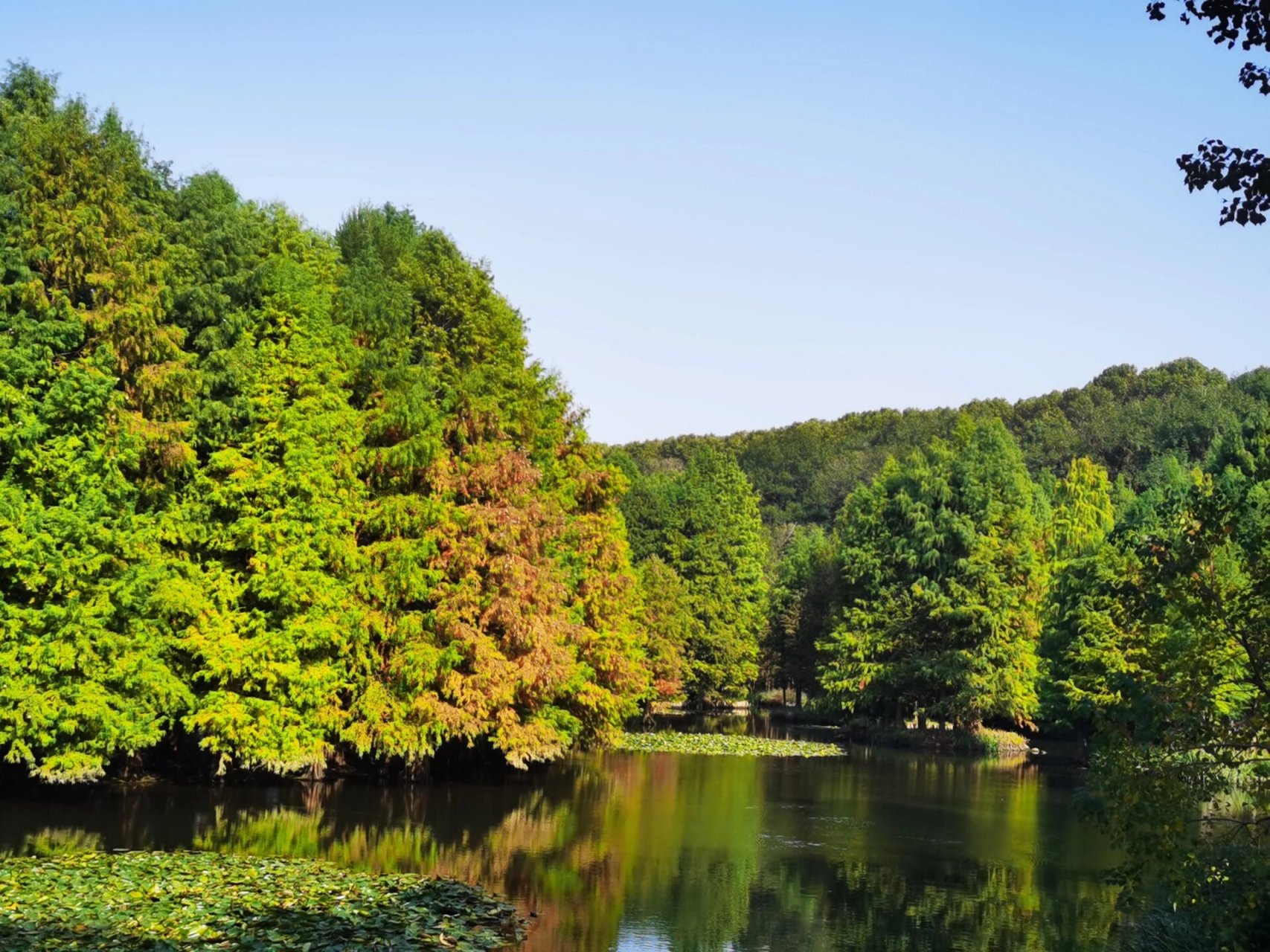 南京中山植物园(南园)#月牙堤#集章 08地铁2号线→苜蓿园(1号口 ))