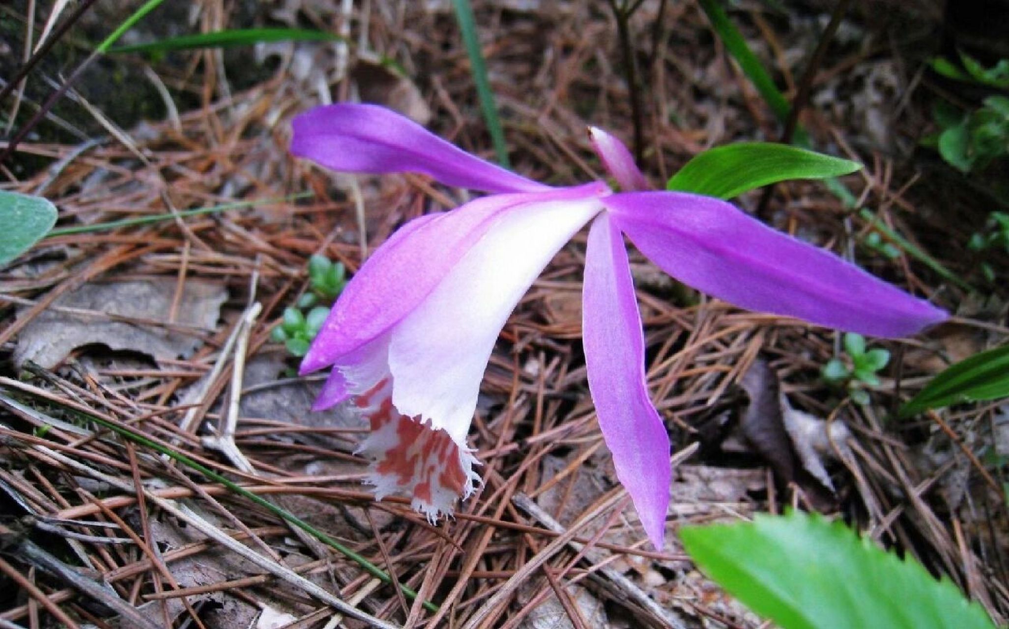本品为兰科冰球子oreorchis patens (lindl.) lindl.,以假鳞茎入药.