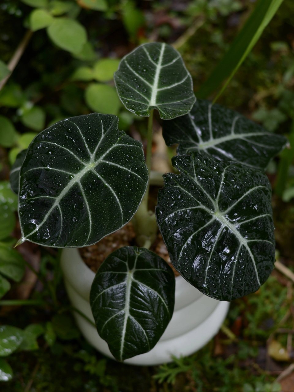 黑天鹅绒海芋 | 植物出逃7215 92【本期逃跑嘉宾】黑天鹅绒海芋