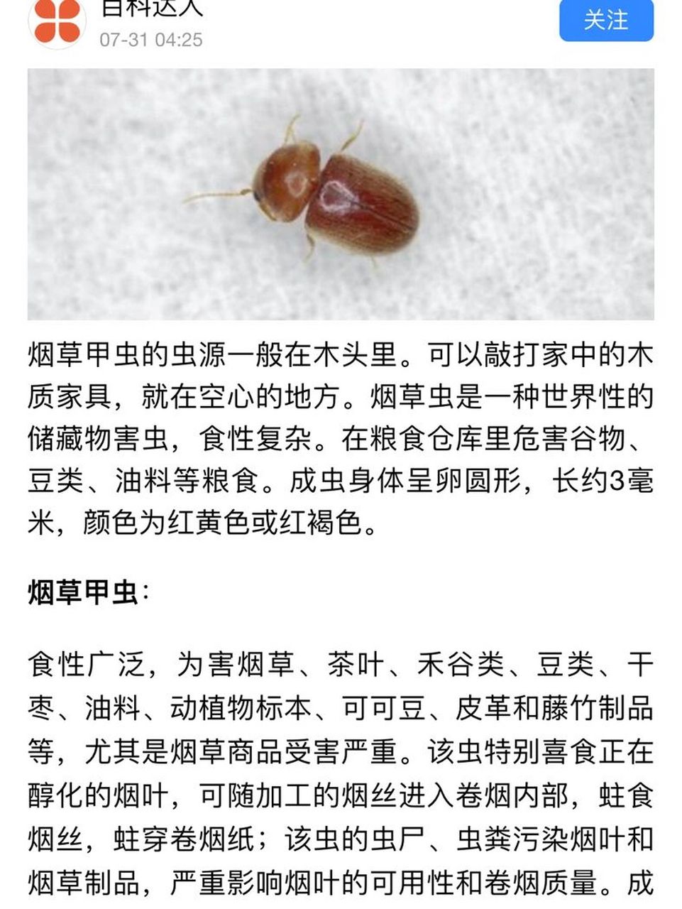 查了一下应该是烟草甲无误!大扫除一番后发现两处重灾区!