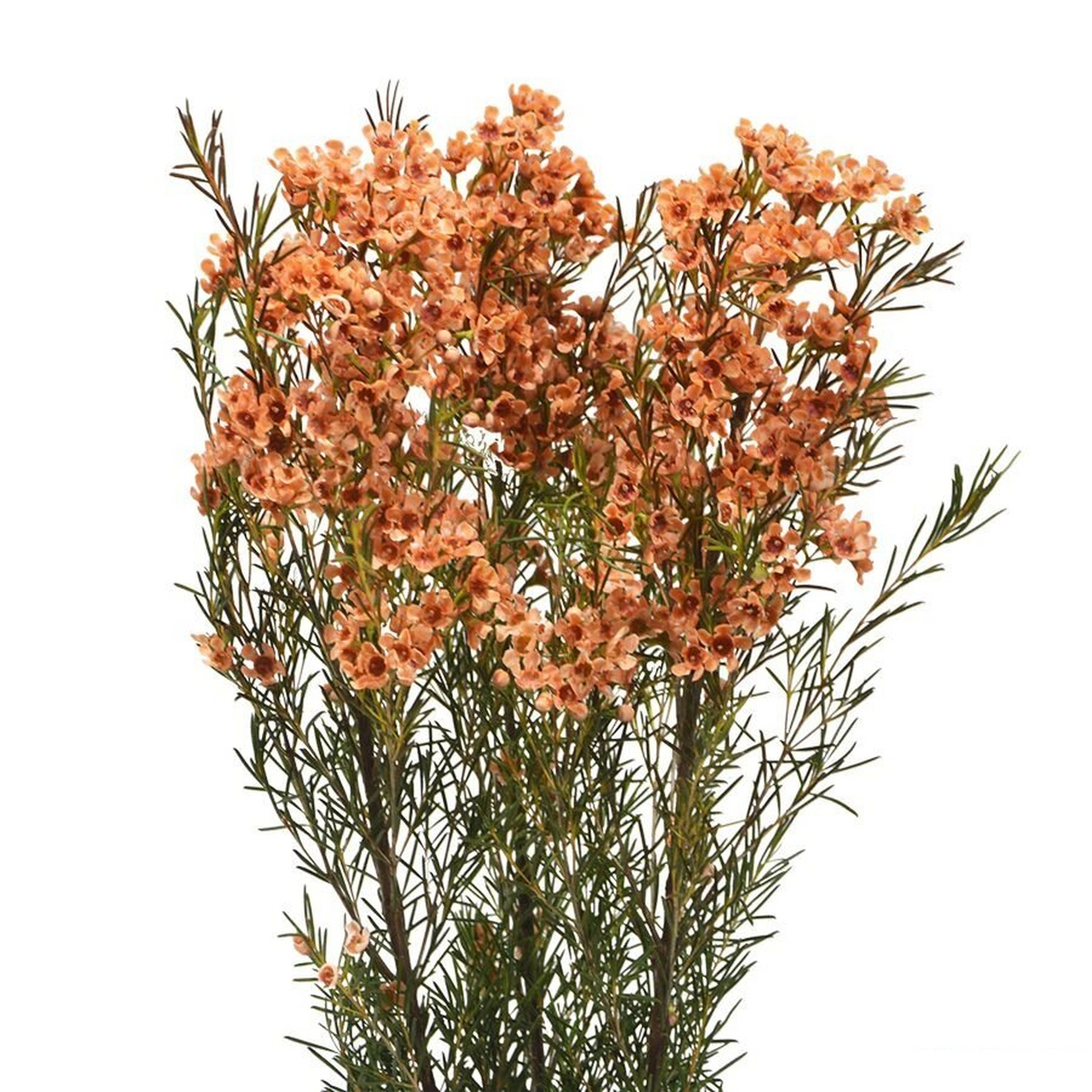 鲜花町的特别推荐 | 澳洲腊梅 澳洲腊梅(waxflower),又称蜡花,桃金娘