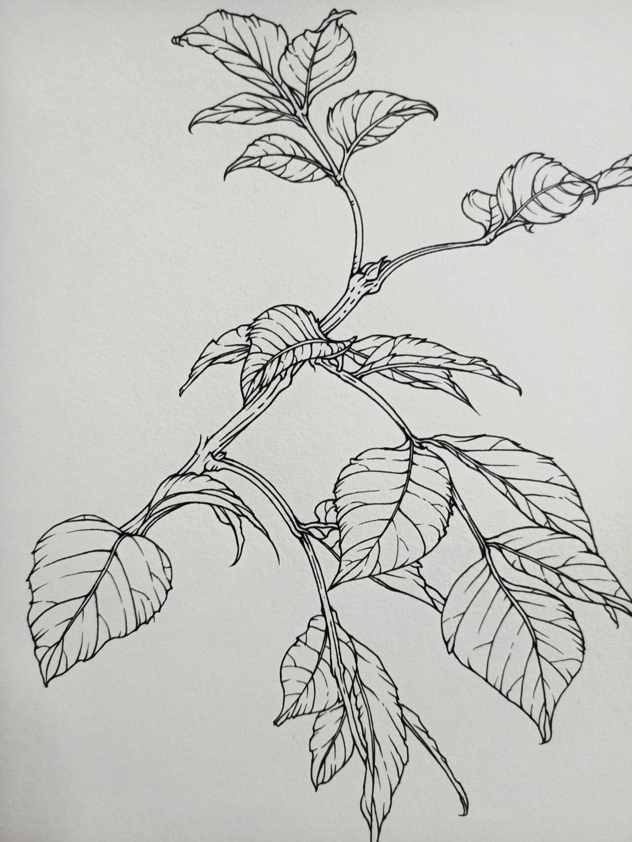 花卉速写-白蜡树 前几天去植物园看到白蜡树,拍下了想画的局部照片