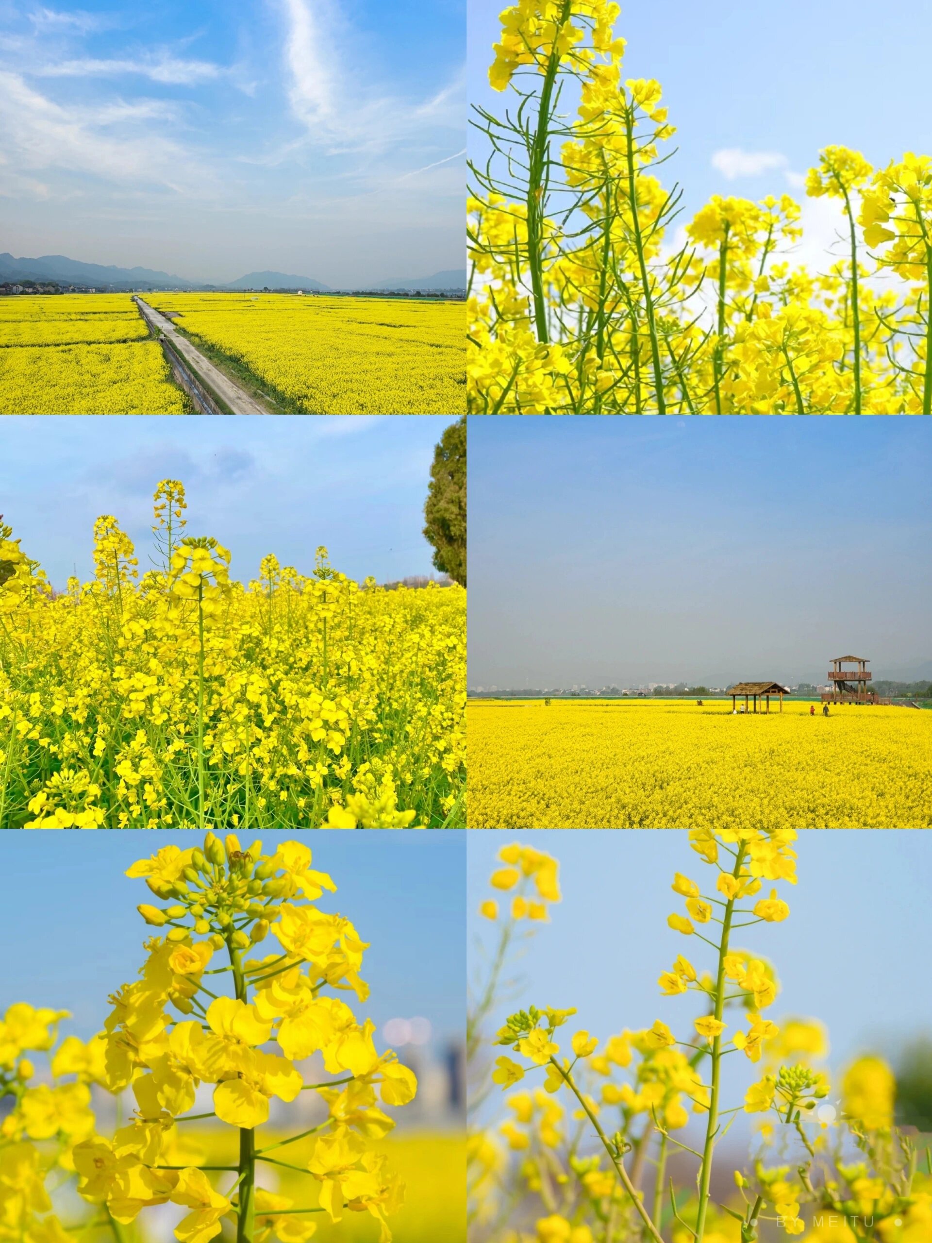 油菜花科属图片