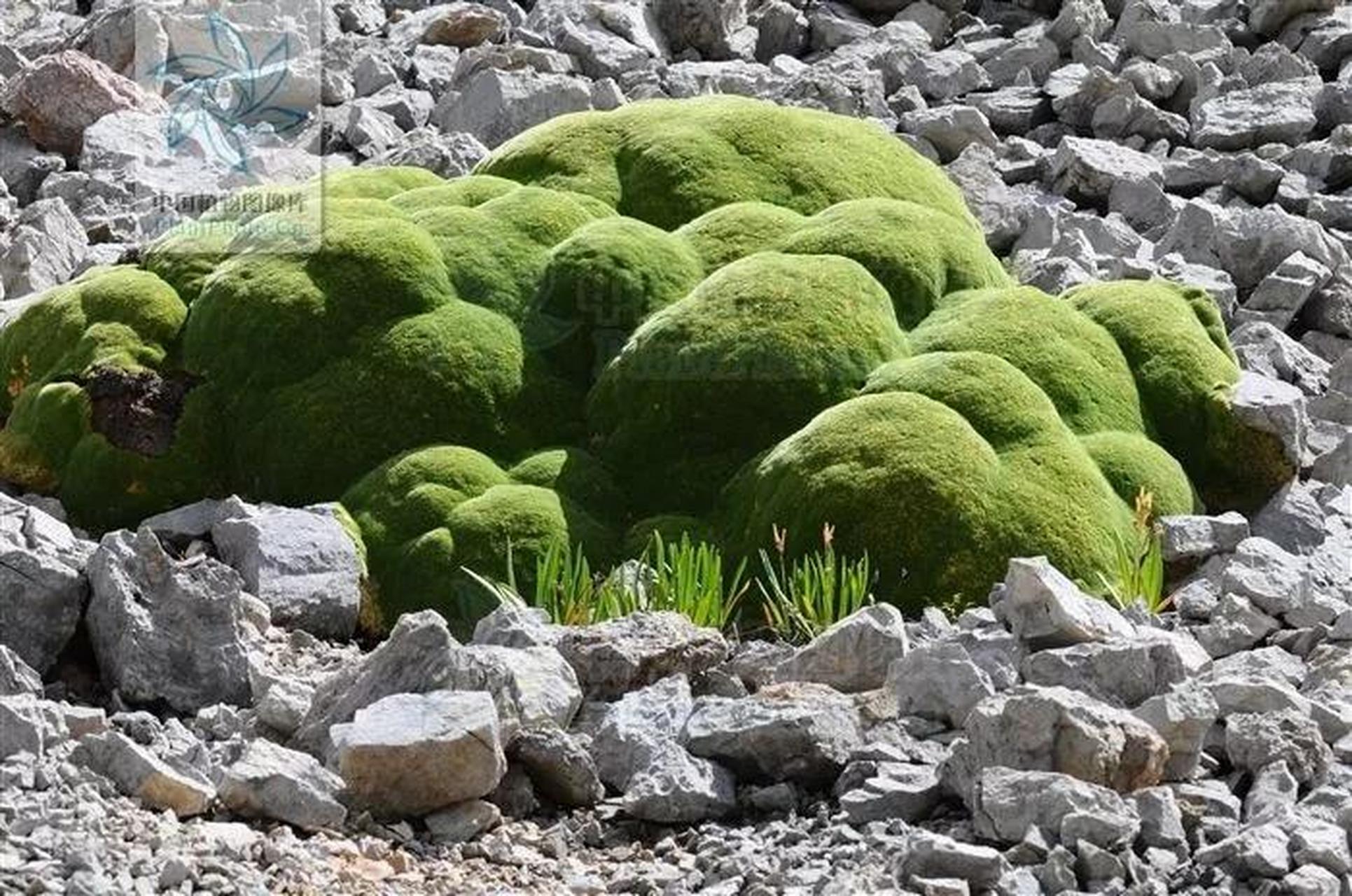 高山流石滩植物图片