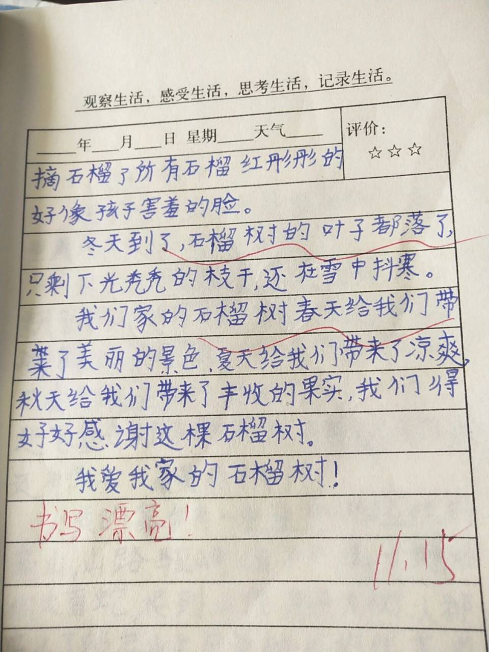 三年级写物作文‖我家门前的石榴树