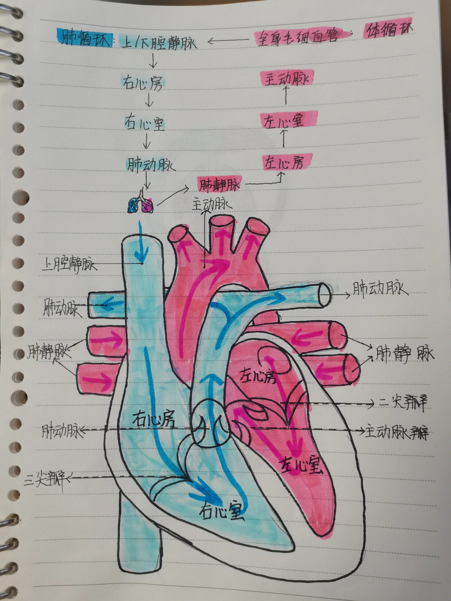 体循环与肺循环 的时候