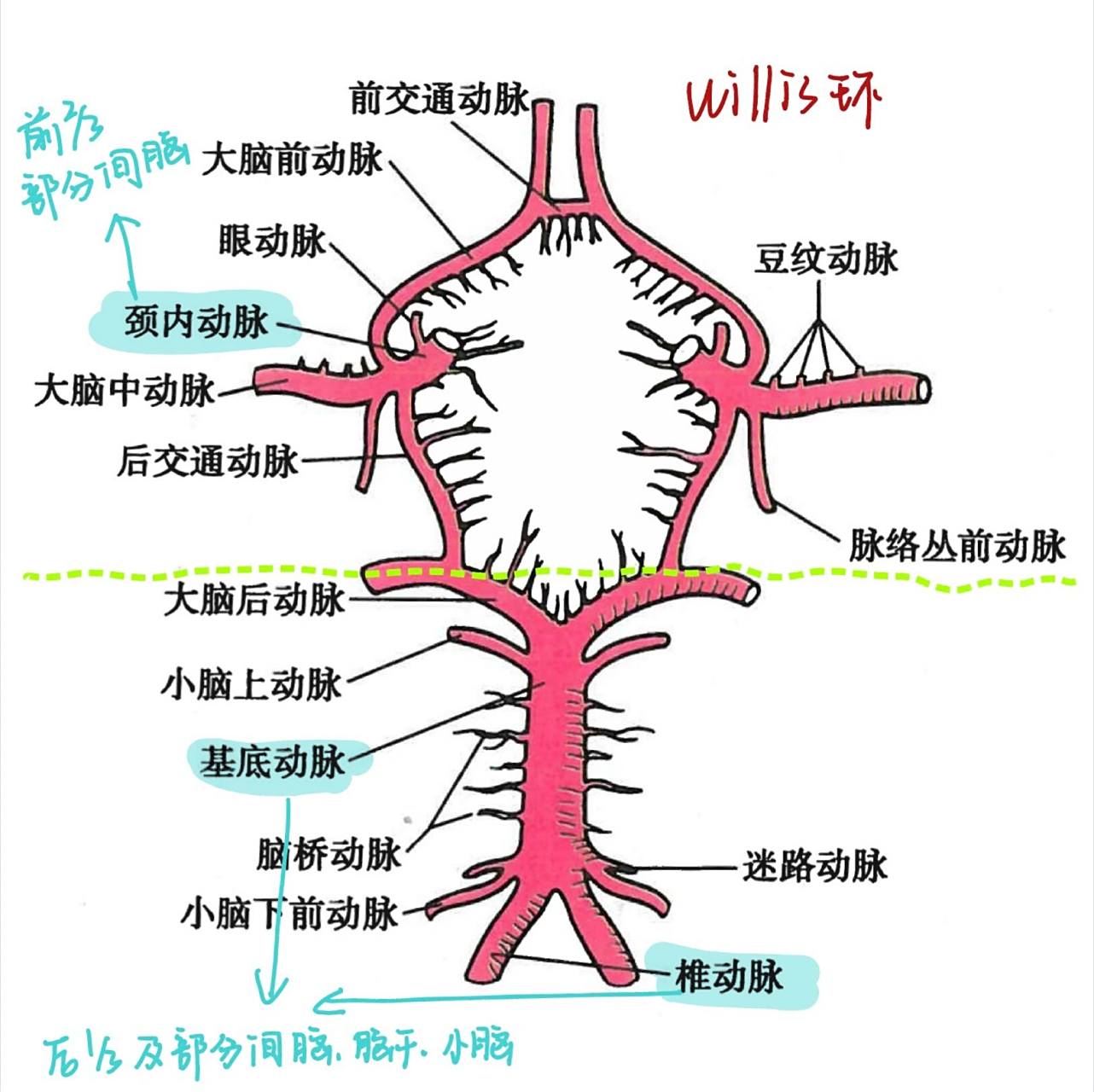 脑部血管00 00willis环: 由两侧大脑前动脉起始段,两侧颈内动脉