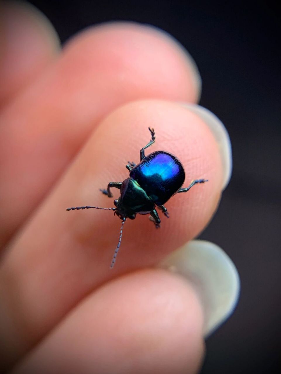 精致的小甲虫 中华萝藦叶甲,常见的小昆虫,宝石般的质感[爱你]#昆虫