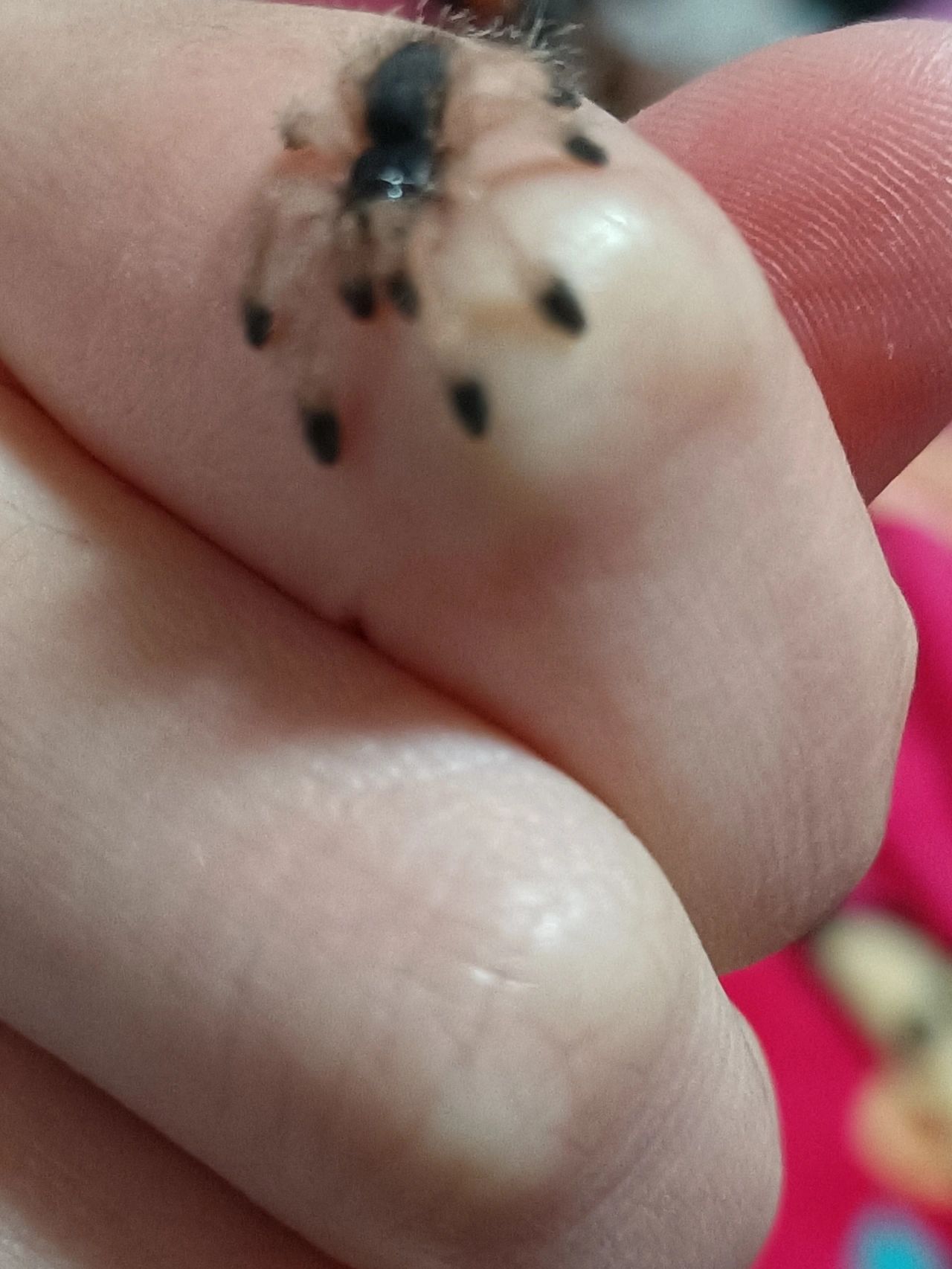 宠物蜘蛛是否有毒,会不会咬人