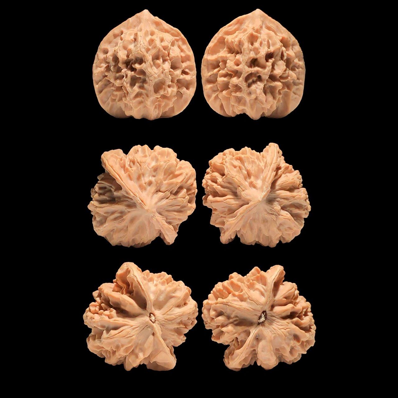 每天分享一个文玩核桃品种(帝王狮子头) 90帝王核桃因13年一对精品