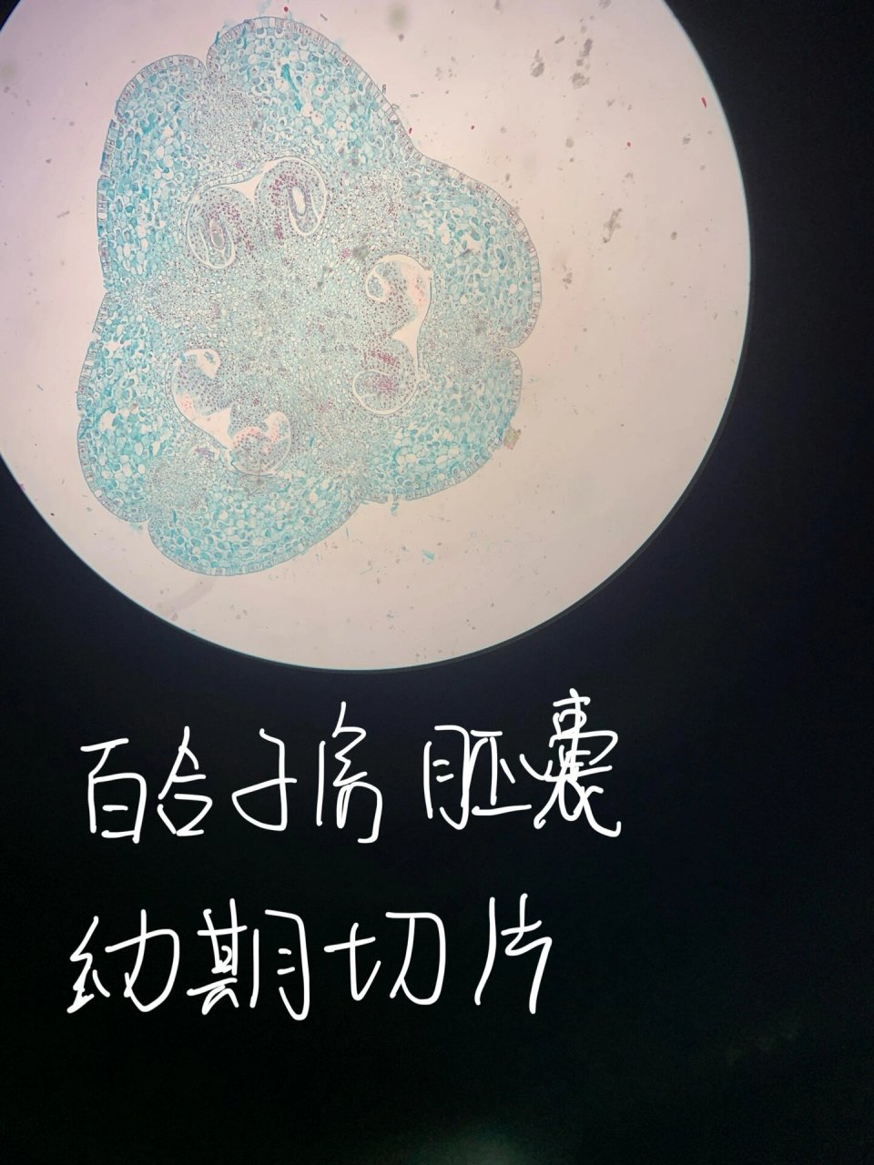 百合子房二分体期切片 5.百合胚珠胚囊内四核期 6.