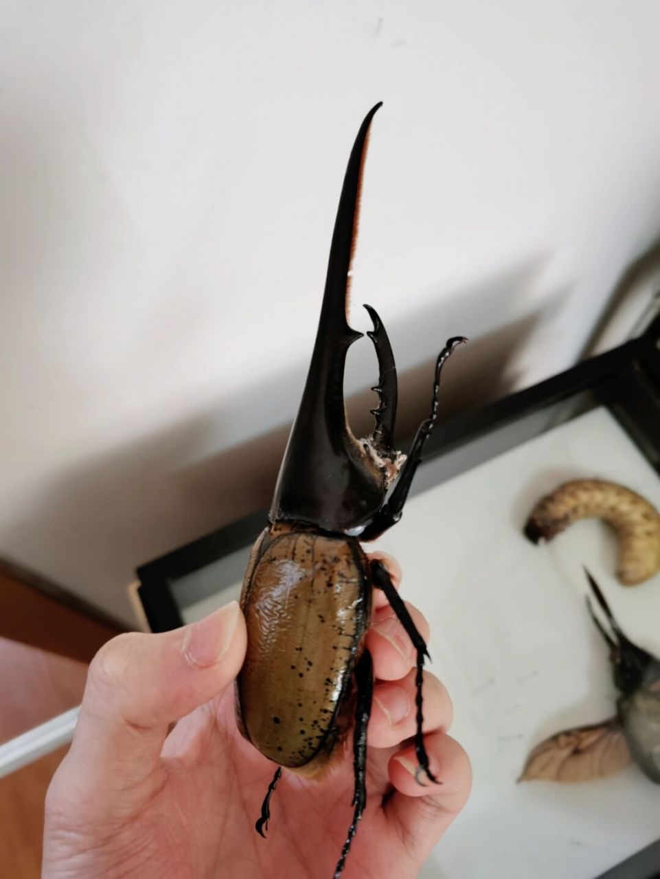 (该为人工繁殖虫)科普红人打造计划 #奇妙生物圈# #长戟大兜虫# #甲虫