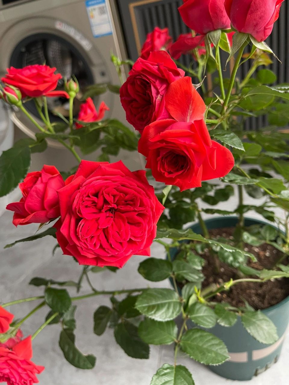 红苹果月季 红苹果多头,勤花,正宫红,花期十分长,这是插瓶一个星期的