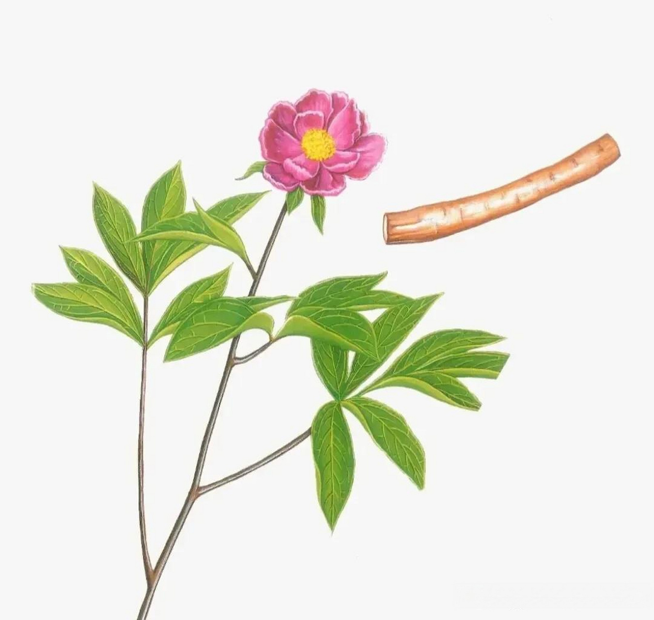 【每日一药019 赤芍】别名:山芍药,草芍药.