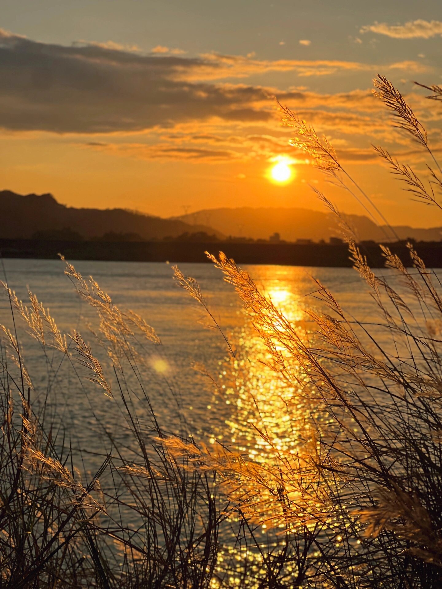 秋日氛围感满满的芦苇荡❗️这里日落最浪漫❤️  	 秋日一定