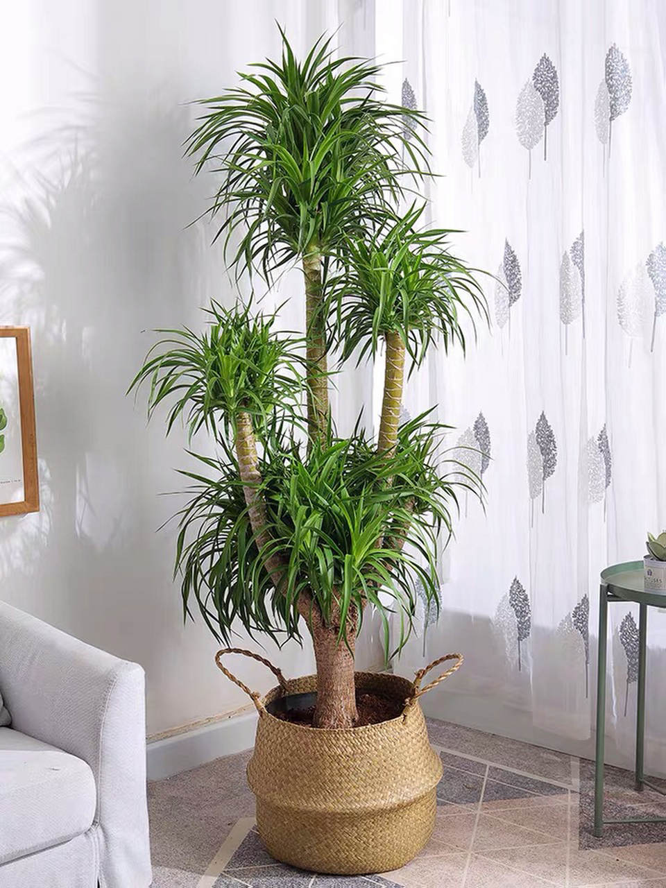 室内植物---龙血树 承接广佛绿植租摆(办公室,小区,别墅,庭院,厂区