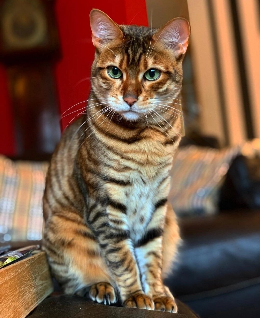 美国玩具虎猫 喜欢这个品种可以联系我,欧洲该品种五大饲养员作品