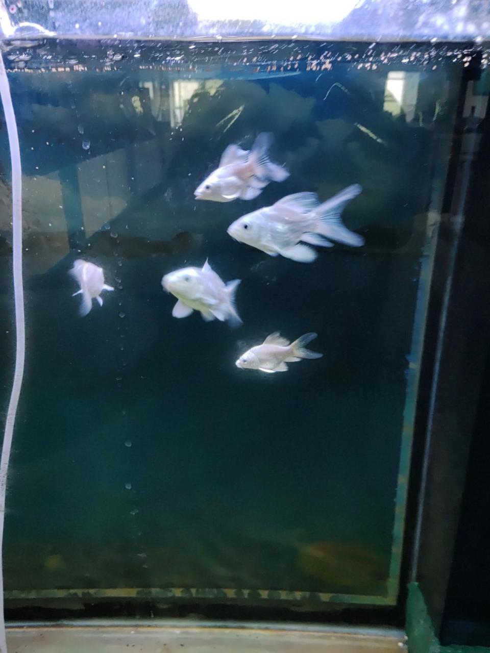 四厘米大小的蝴蝶鲤养了三个月的效果