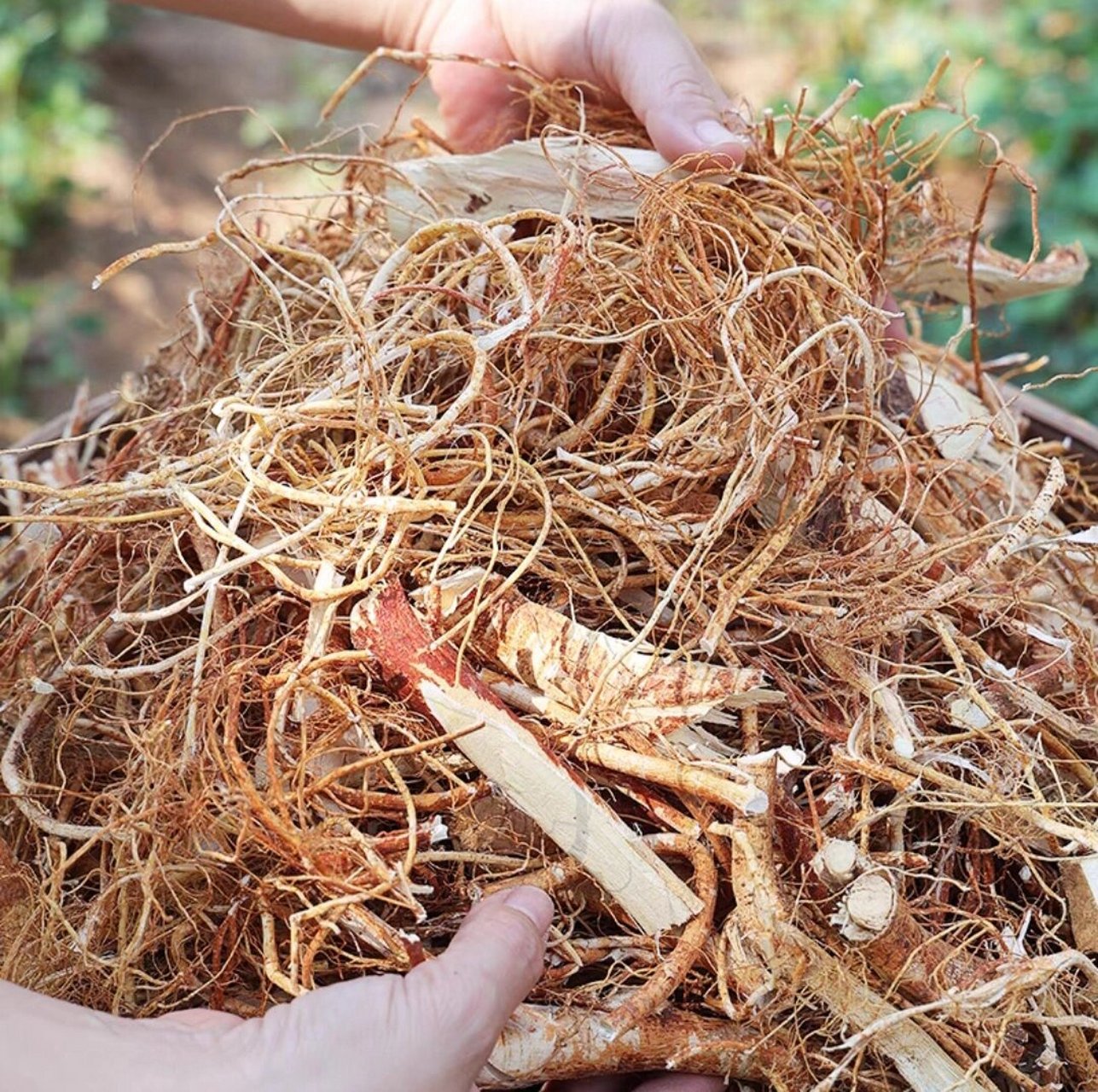 新鲜广东特产野生五指牛奶根煲汤五指毛桃