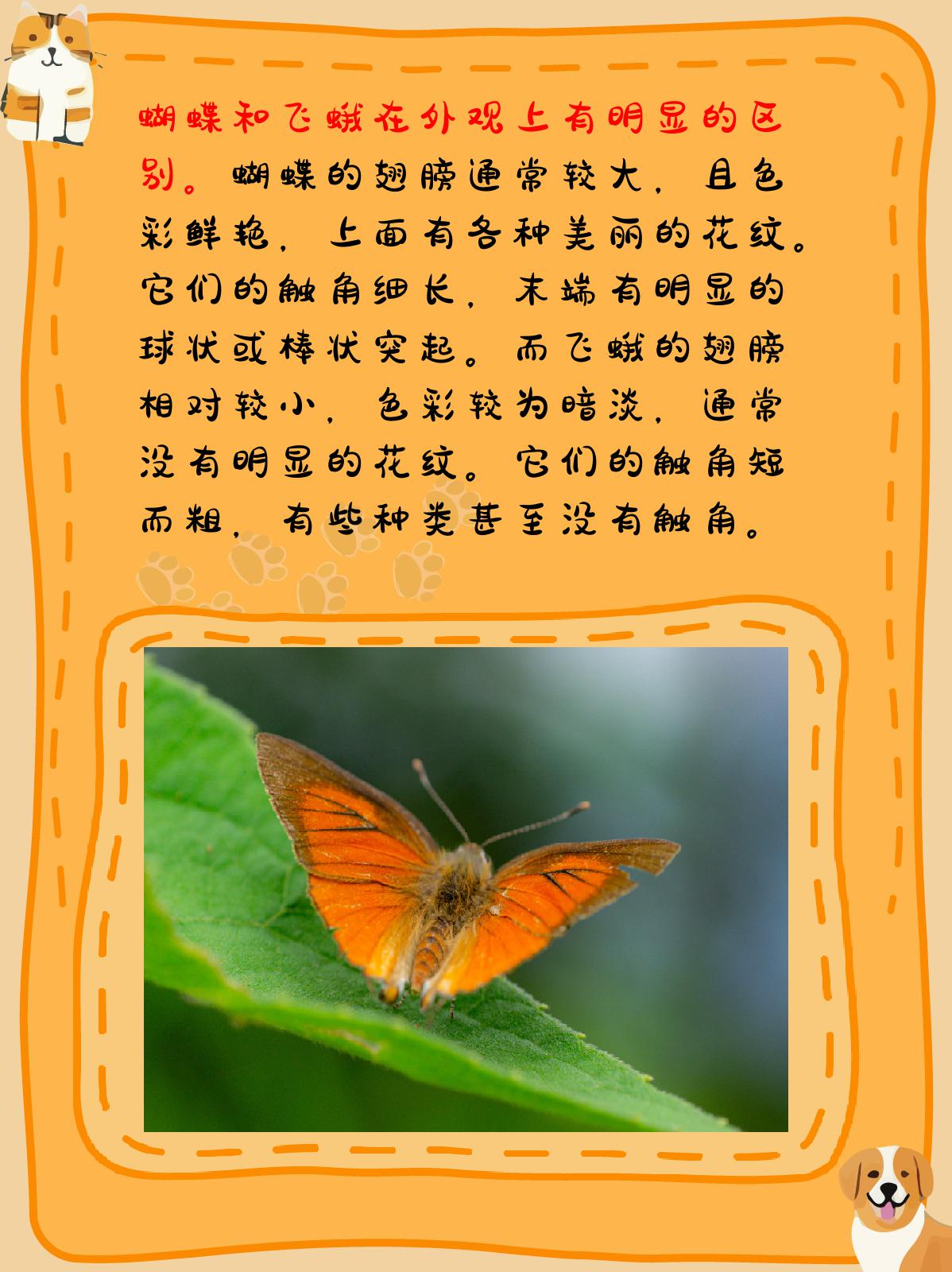 蝴蝶和飞蛾的区别