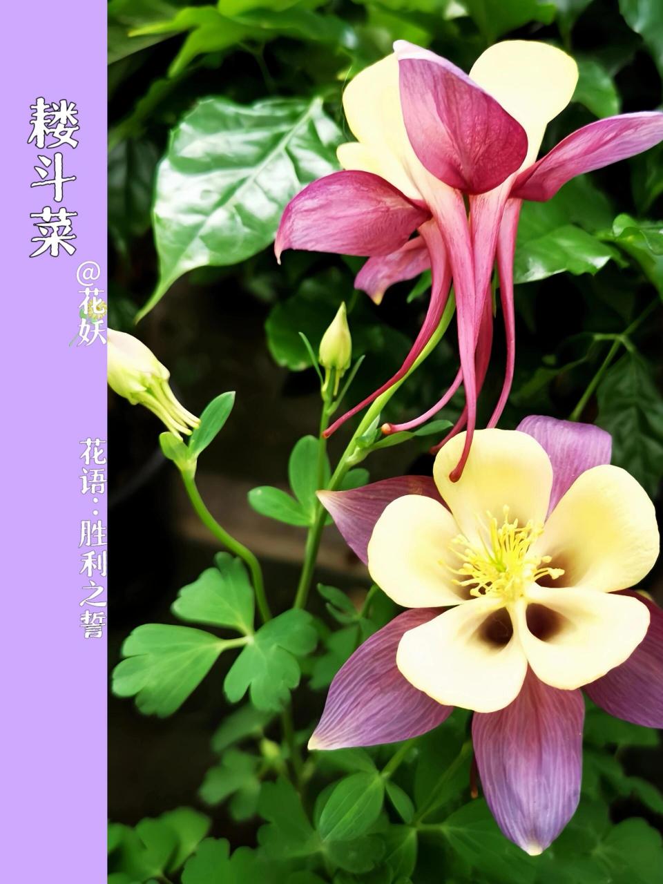 毛茛科耧斗菜属,多年生草本.